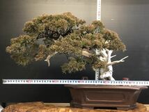 [夢のある盆栽]真柏/シンパク/鉢割れアリ/松/BONSAI_画像6