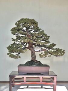 [夢のある盆栽]真柏/シンパク/松/BONSAI