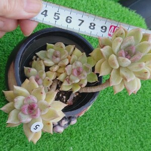 0113-W405 アルゼ エケベリア 多肉植物 韓国苗