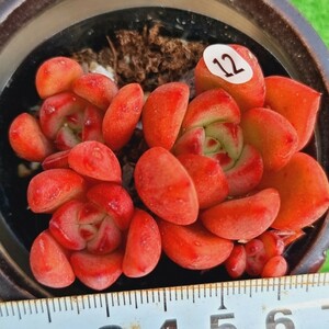 0126-W412 Gilva Red エケベリア 多肉植物 韓国苗