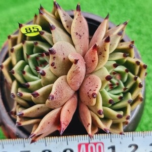 0119-Y485 Kara エケベリア 多肉植物 韓国苗