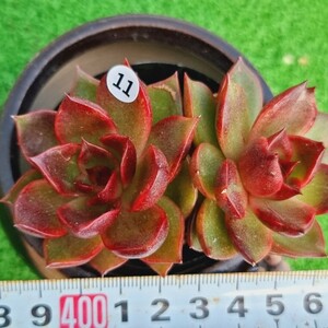 0126-W411 紅燈 エケベリア 多肉植物 韓国苗