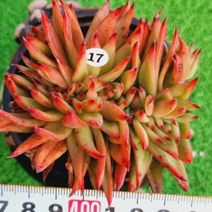 0126-W417 チャレンジ綴化 エケベリア 多肉植物 韓国苗