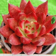 0130-G061 紅柿 エケベリア 多肉植物 韓国苗_画像2