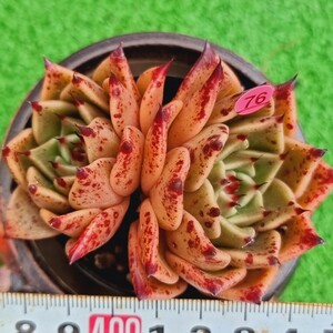 0201-P276 Kara エケベリア 多肉植物 韓国苗