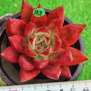 0110-G093 Crown エケベリア 多肉植物 韓国苗 　