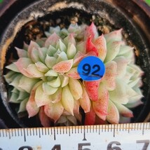 0112-B292 リトルフレニュー エケベリア 多肉植物 韓国苗_画像1