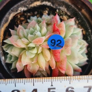 0112-B292 リトルフレニュー エケベリア 多肉植物 韓国苗