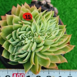 0118-R315 ペンジ綴化 エケベリア 多肉植物 韓国苗