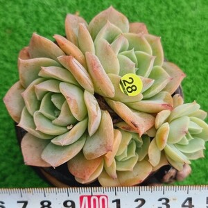 0119-Y428 オレンジアップル エケベリア 多肉植物 韓国苗