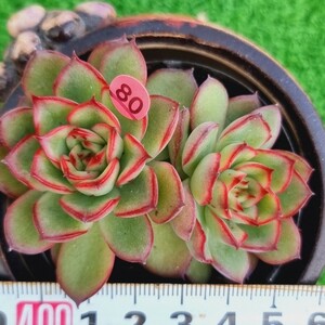 0119-P580 アルケイン エケベリア エケベリア 多肉植物 韓国苗