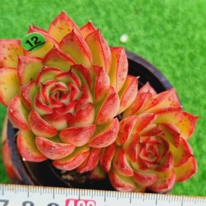 0123-G112 アルケイン エケベリア 多肉植物 韓国苗