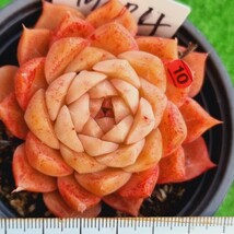 0128-RR010 オレンジシャニー エケベリア 多肉植物 韓国苗_画像1