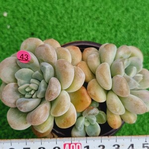 0201-P243 バブルバム エケベリア 多肉植物 韓国苗