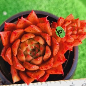 0116-G109 Redstar エケベリア 多肉植物 韓国苗