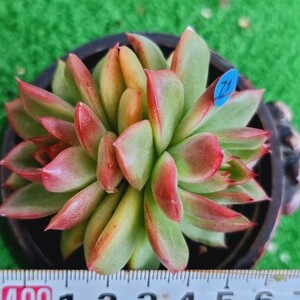 0123-B071 グリーンアップル エケベリア 多肉植物 韓国苗