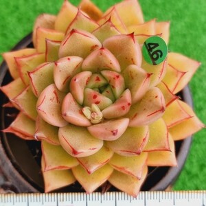 0130-G046 Sunny交配 エケベリア 多肉植物 韓国苗