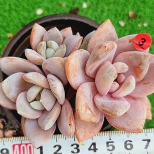 0201-R303 ピンク白鳳 エケベリア 多肉植物 韓国苗