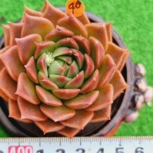 0130-O146 オレンジアモンド エケベリア 多肉植物 韓国苗