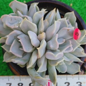 0110-R105 福袋 エケベリア 多肉植物 韓国苗