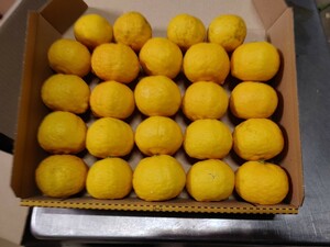  国産 無農薬 柚子 1.0kg 送料無料 ゆず 