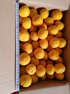 国産 無農薬 柚子 5kg 送料無料 ゆず 