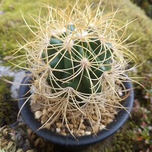 ジョンストン玉 実生接ぎ サボテン 多肉植物