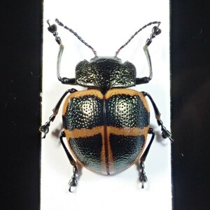 /Vl** メキシコ産 Doryphora semiambita 18.5mm