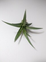 Tillandsia 'Elisa'(T.concolor x T.streptophylla) 　子株　ティランジア　チランジア_画像1