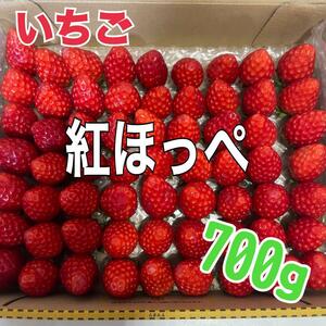 iz29 いちご　苺　紅ほっぺ　箱込700g 旬のフルーツ