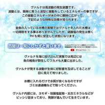 水槽の水質改善に！【ヴァルナミニ23センチ】有害物質を強力抑制！病原菌や感染症を防ぎ透明度が抜群に！水槽に入れるだけ！水替え不要に！_画像6