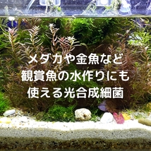 【原液】秀玄 光合成細菌 PSB 原液 10リットル 園芸 農業 畜産 観賞魚飼育や培養の種菌に_画像9