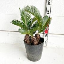 ソテツ　約:40cm 【sago palm/蘇鉄/そてつ/ヤシの木/庭木/株立ち/幹太/南国風/ガーデン/ドラセナ】243071_画像1