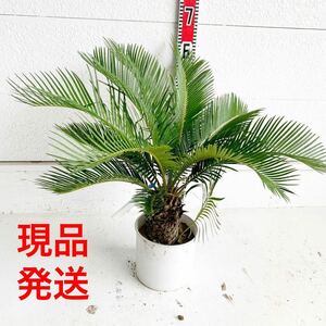 ボリューム株　ソテツ　約:50cm 【sago palm/蘇鉄/そてつ/ヤシの木/庭木/お祝い/幹太/南国風/ドライガーデン/ドラセナ】243074