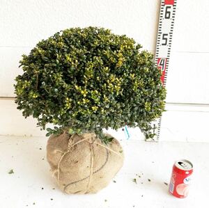 マメツゲ　約40cm 根巻【豆黄楊/トピアリー/玉柘植/柘植/玉仕立て/植木/庭木/生垣/垣根/目隠し】606014