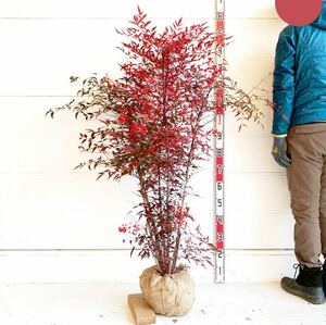 実付き　赤南天　アカナンテン　約130cm （株立ち/根巻/植木/シンボルツリー/苗木/常用樹/庭木/赤い実）001592