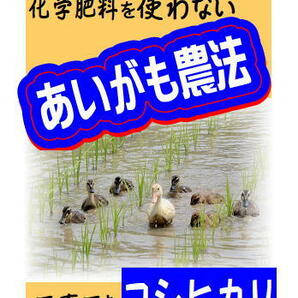 30年以上無農薬で！甚右衛門のアイガモ農法コシヒカリ玄米30kg（無農薬無肥料で栽培）知る人ぞ知る美味しい”神吉米” 2023年京都府産の画像2