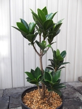 現物出品【フィカス・ベビーリーフ＊Ficus baby leaf】５号　_画像3