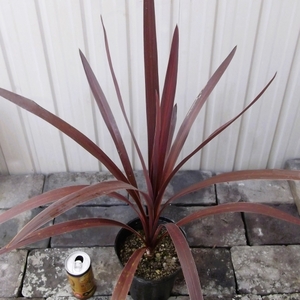 『コルジリネ・オーストラリス・レッドスター＊Cordyline australis Red Star』５号　写真同等品　複数あり