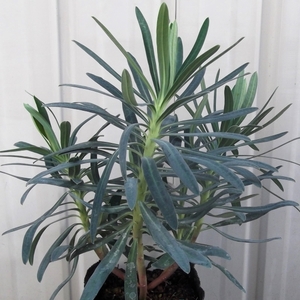 『ユーフォルビア・ブラックパール＊Euphorbia characias Black Pearl』3.5号　写真同等品　複数あり