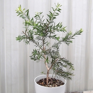 『メラレウカ・シャイニングアロー＊Melaleuca Linariifolia Shining Arrow』４号　写真同等品　複数あり