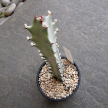 『ユーフォルビア・ホワイトゴースト＊Euphorbia lactea White Ghost』３号　写真同等品　複数あり_画像3