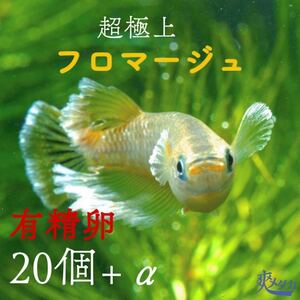 【爽メダカ】坂上社長が選んだ極上フロマージュメダカから採卵した有精卵20個+αになります。グレードに自信ありです！