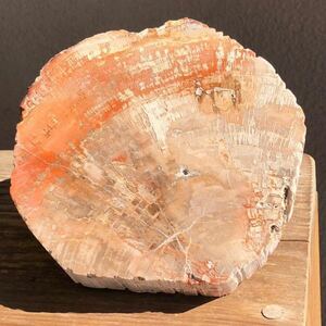 珪化木　６６５ｇ　ペトリウッド　化石　植物　プレート　原石　天然石　ジェムストーン　鉱物　インテリア　水晶　雑貨　パワーストーン