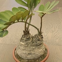 S591 塊根植物 観葉植物 ザミア（メキシコソテツ）蘇鉄 巨大 大きい 綺麗株_画像2