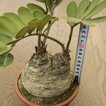 S591 塊根植物 観葉植物 ザミア（メキシコソテツ）蘇鉄 巨大 大きい 綺麗株_画像6