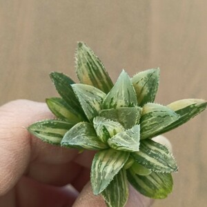 S411 多肉植物 ハオルチア ハオルシア 魔剣錦 新葉糊斑 超美株 オリジナル実生苗　