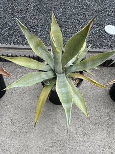 アガベ アメリカーナ　Agave 50cm