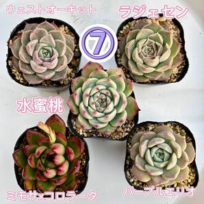 多肉植物 5苗セット⑦(^^)