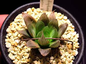 ハオルチア ディアファナ 06-65-1　原種　Haworthia diaphana 06-65-1 Gamtoos Valley★サボテン/多肉